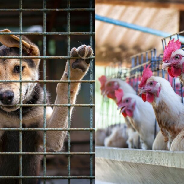 Effektiv spenden: Hunde vs Hühner // Wie lässt sich mehr Tierleid vermeiden?
