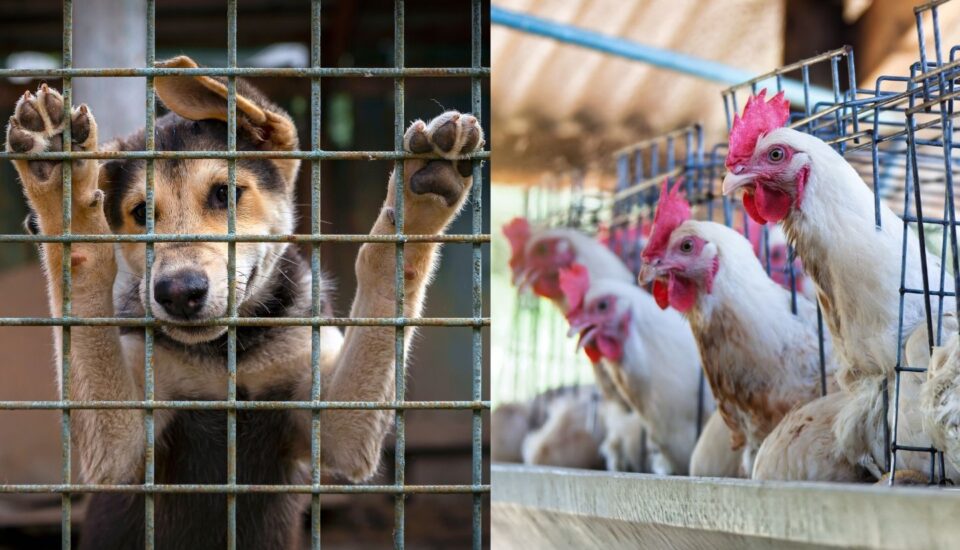 Effektiv spenden: Hunde vs Hühner // Wie lässt sich mehr Tierleid vermeiden?