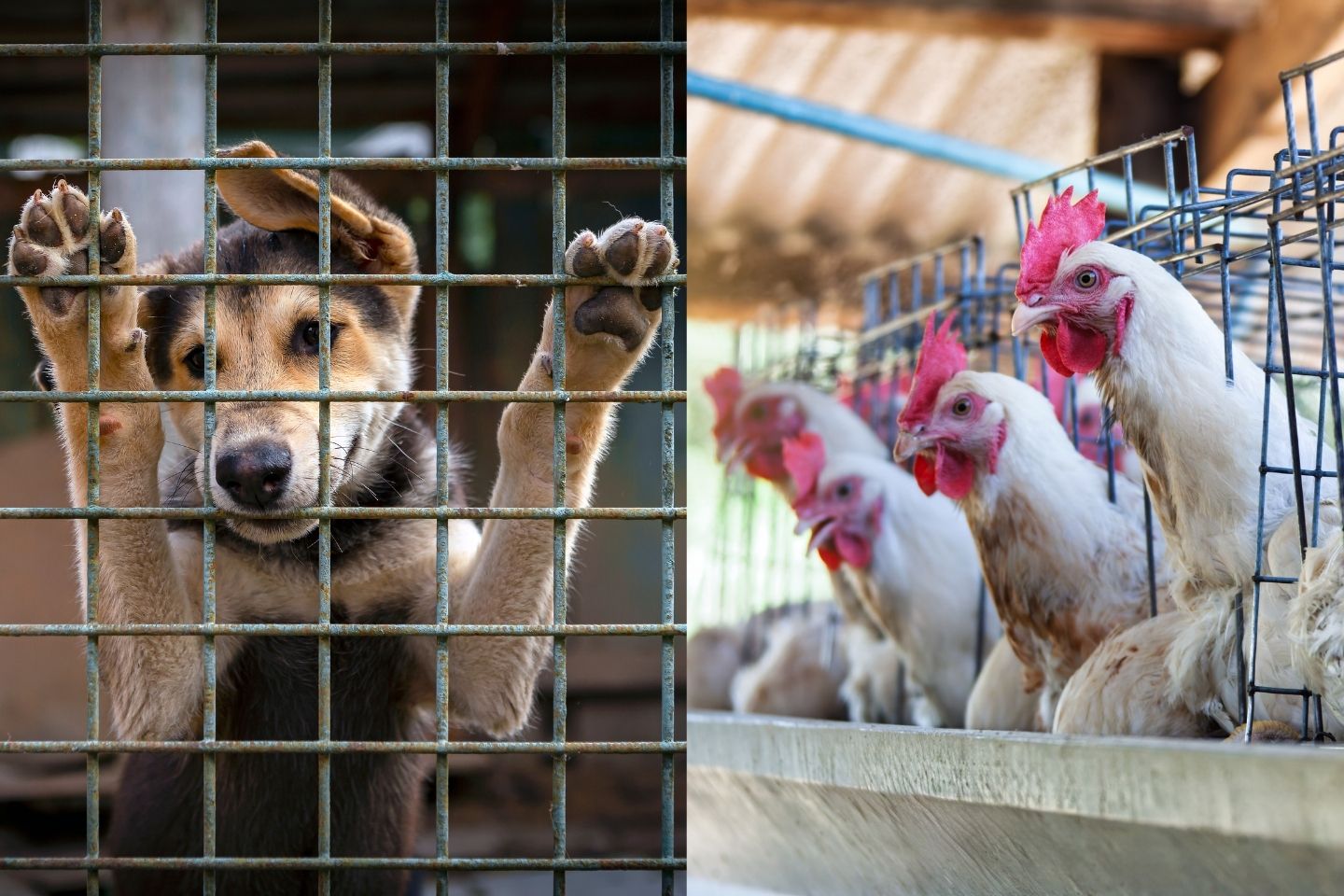Effektiv spenden: Hunde vs Hühner // Wie lässt sich mehr Tierleid vermeiden?